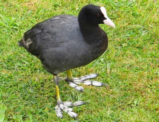 Coot (showing feet), Ravenscourt Park London