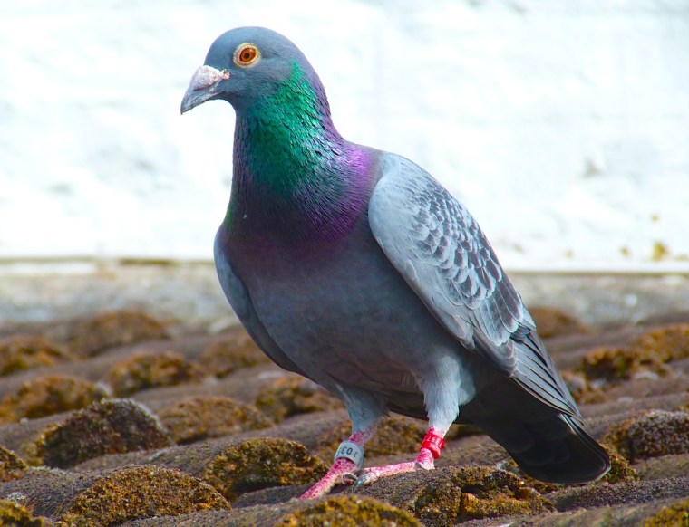 Homing Pigeon Dorset 1