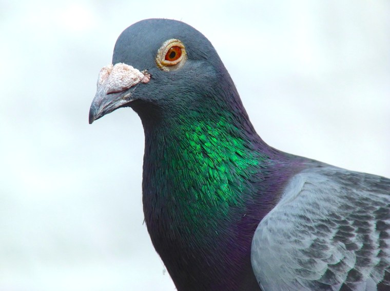 Homing Pigeon Dorset 2