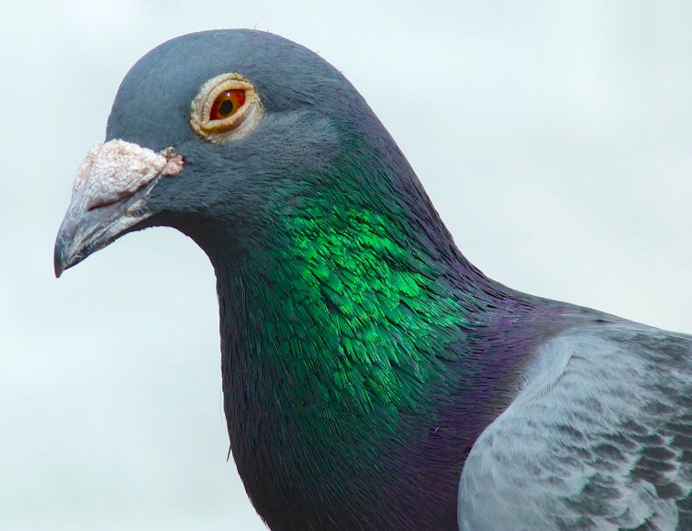 Homing Pigeon Dorset 3