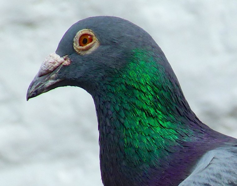 Homing Pigeon Dorset 4