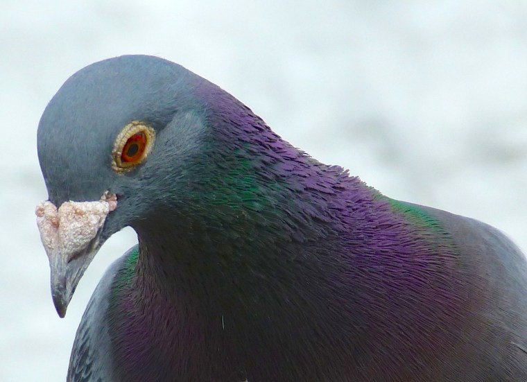 Homing Pigeon Dorset 6