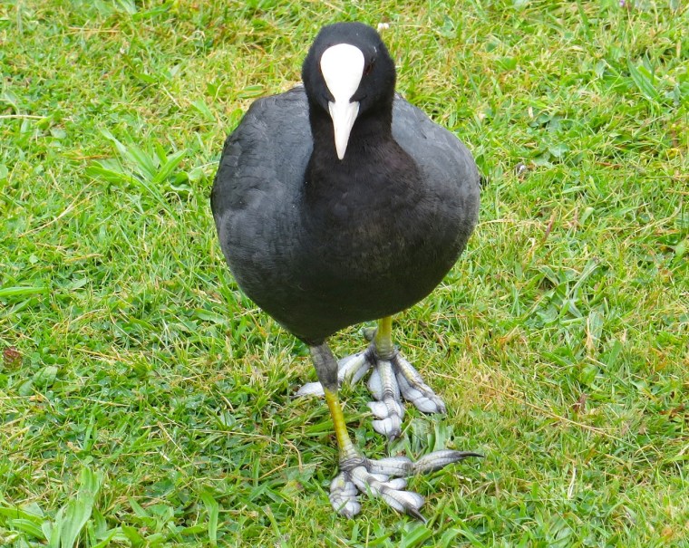 Coot (showing feet), Ravenscourt Park London