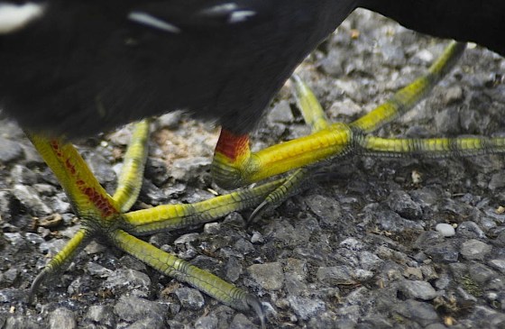 Moorhen_feet Mehmet Kartuk Wikijpg
