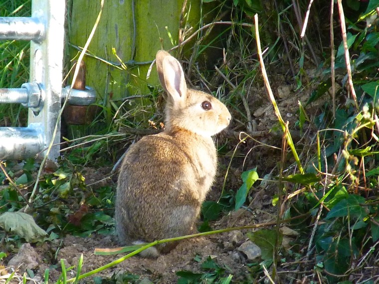 Rabbit, Totnell, Dorset 1