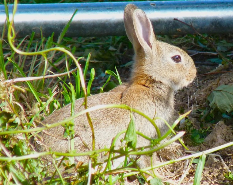 Rabbit, Totnell, Dorset 10