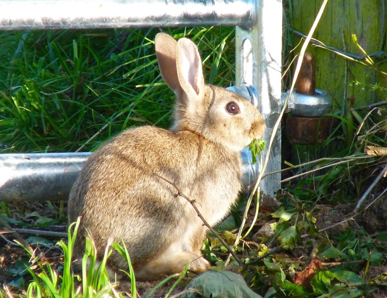Rabbit, Totnell, Dorset 4