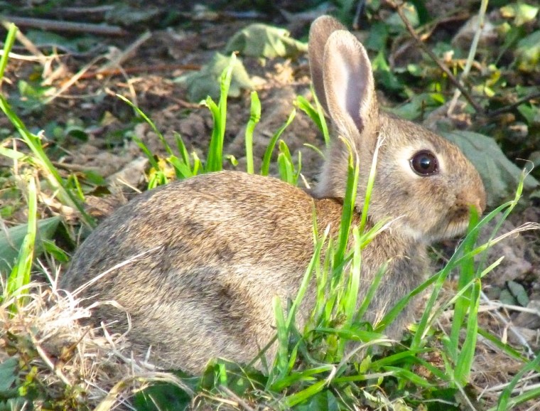 Rabbit, Totnell, Dorset 7