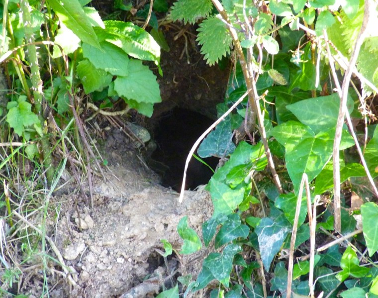 Rabbit, Totnell, Dorset 8