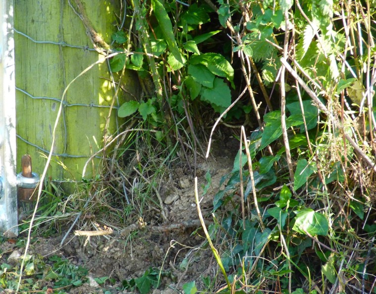 Rabbit, Totnell, Dorset 9