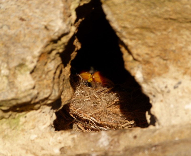 Sparrow Nest Totnell 2