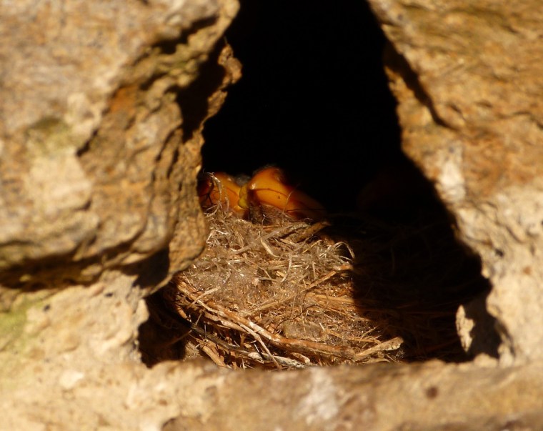 Sparrow Nest Totnell 3