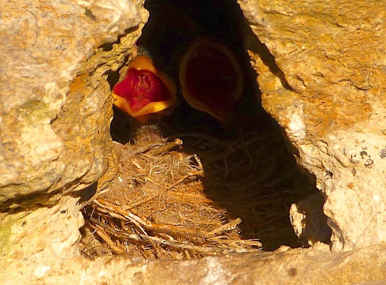 Sparrow Nest Totnell 8