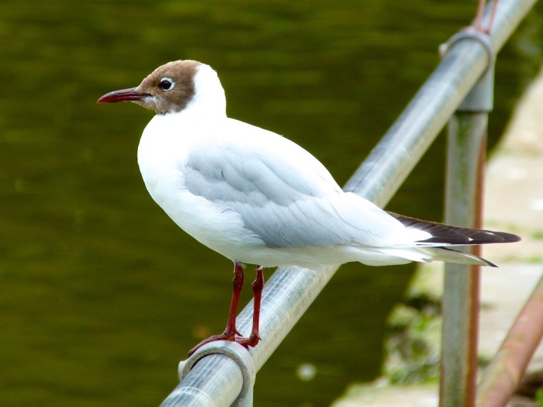 Black-headed Gull, Cornwall 1