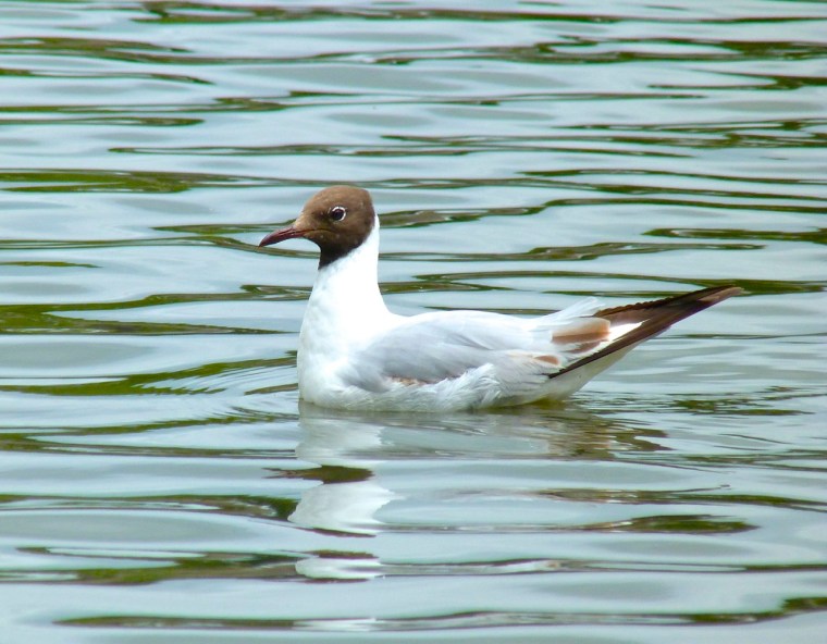Black-headed Gull, Cornwall1