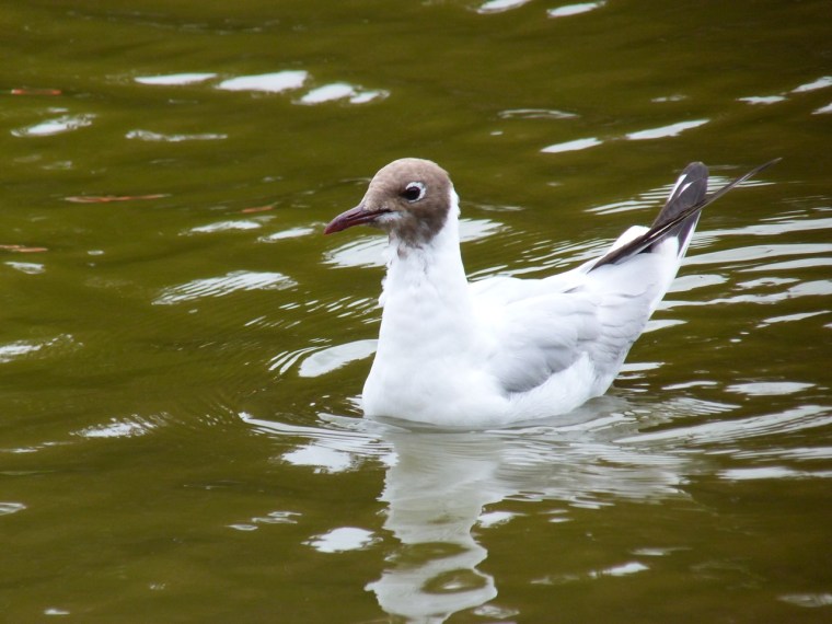 Black-headed Gulls, Cornwall 1
