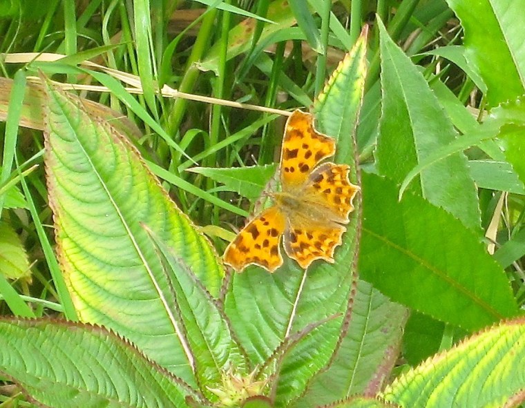Comma Butterfly, River Frome, Dorset1