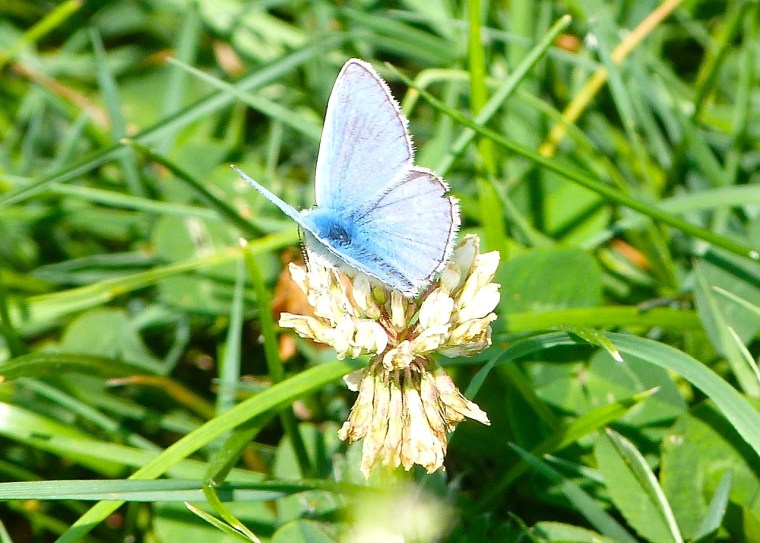 Common Blue Butterfly, Dorset 1