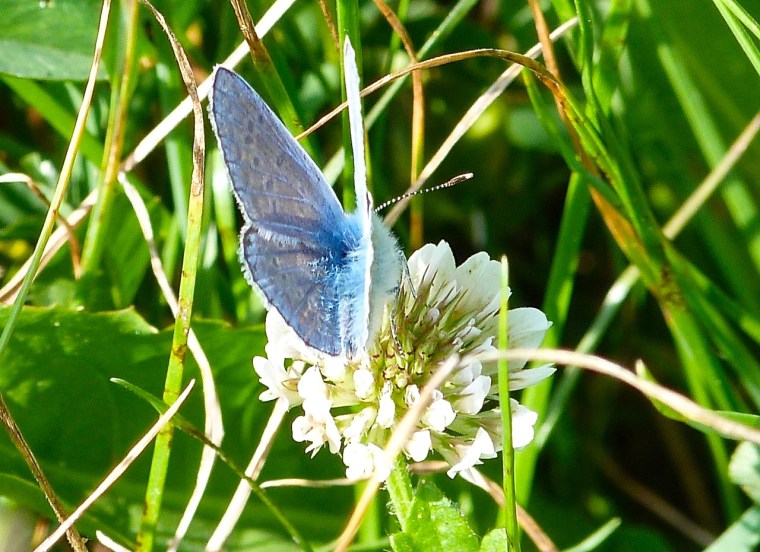 Common Blue Butterfly, Dorset 2