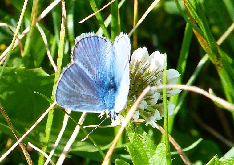 Common Blue Butterfly, Dorset 3