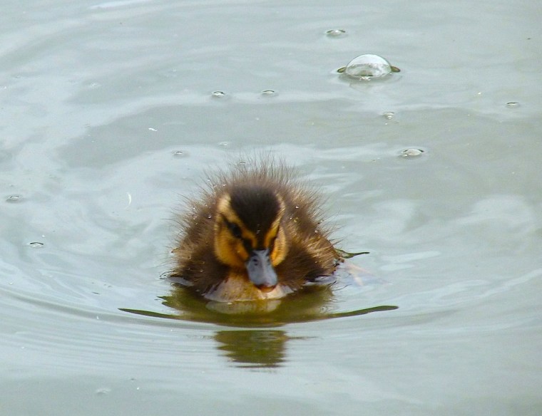 Ducklings in Cornwall 2