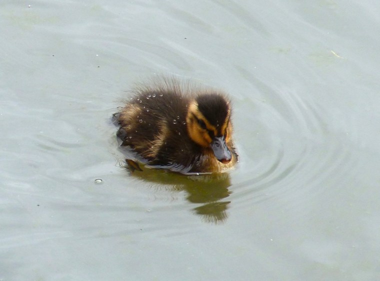 Ducklings in Cornwall 3