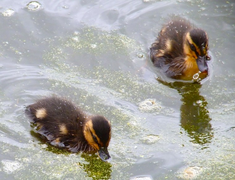 Ducklings in Cornwall 5