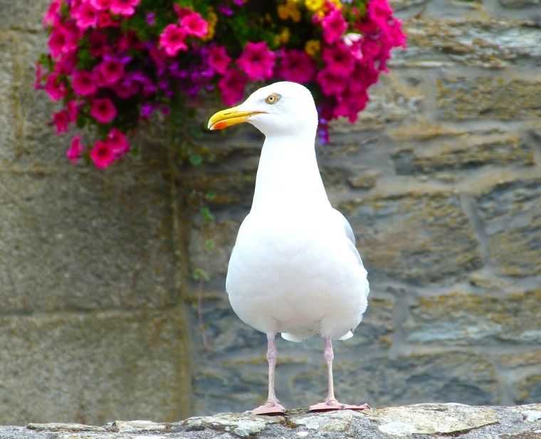 Herring Gull Porthleven Cornwall 2