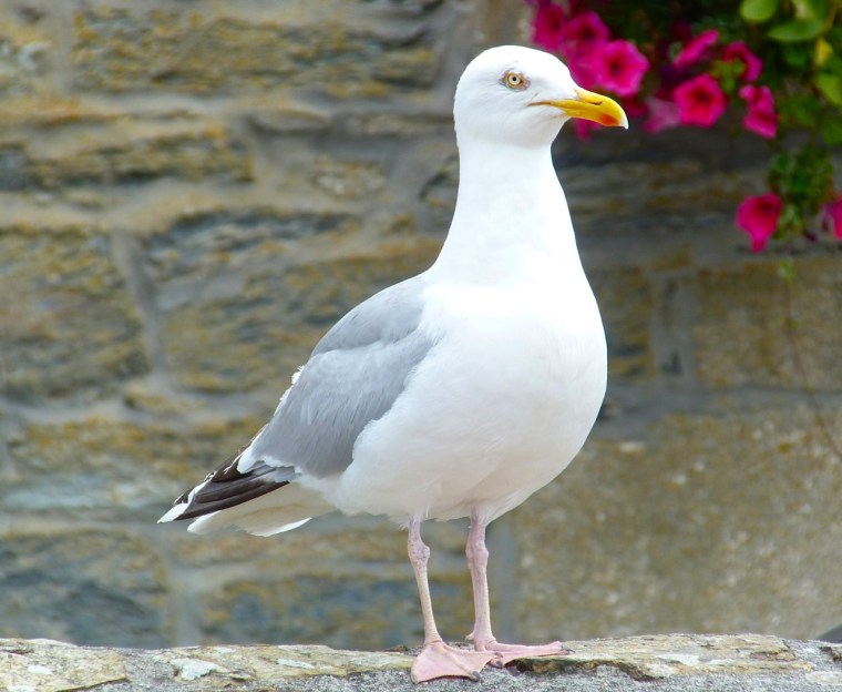 Herring Gull Porthleven Cornwall 5
