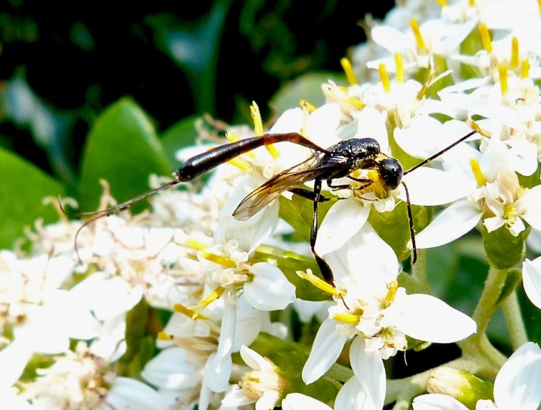 Mystery Insect Dorset03