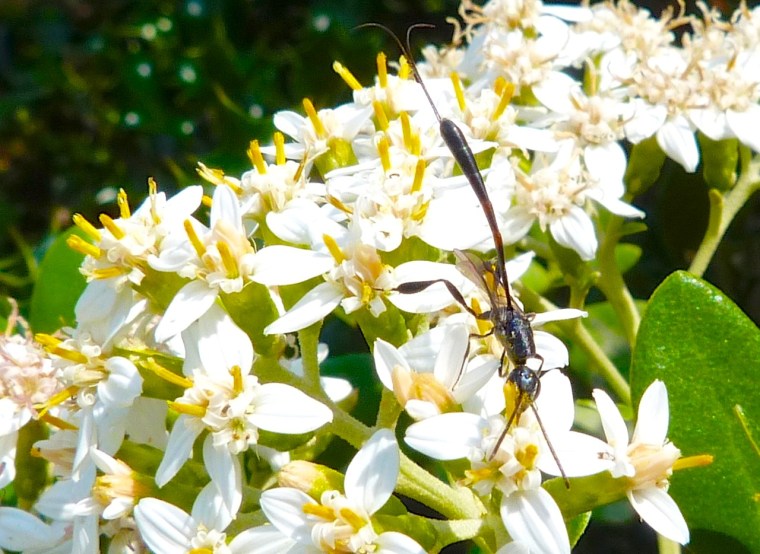Mystery Insect Dorset05