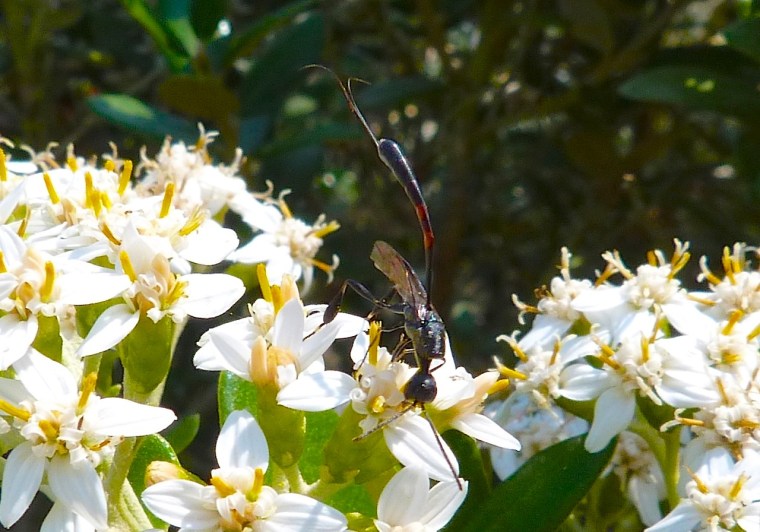 Mystery Insect Dorset06