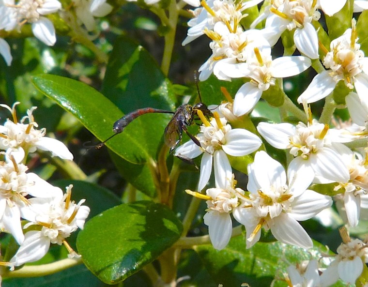 Mystery Insect Dorset07