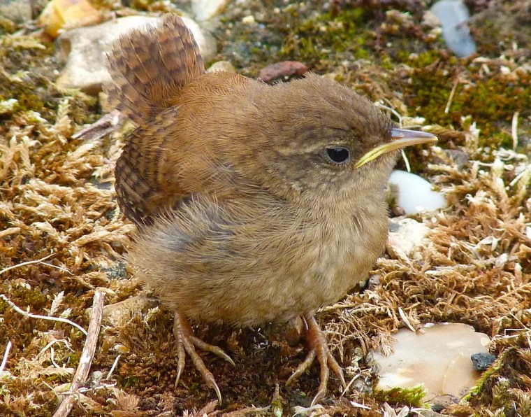 Wren Fledgling, Dorset 5