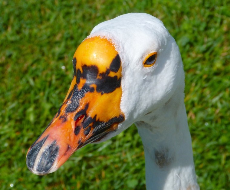 Goose Mystery Bidford 1