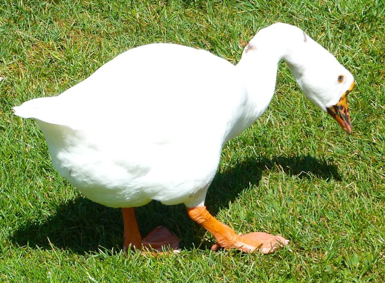 Goose Mystery Bidford 4