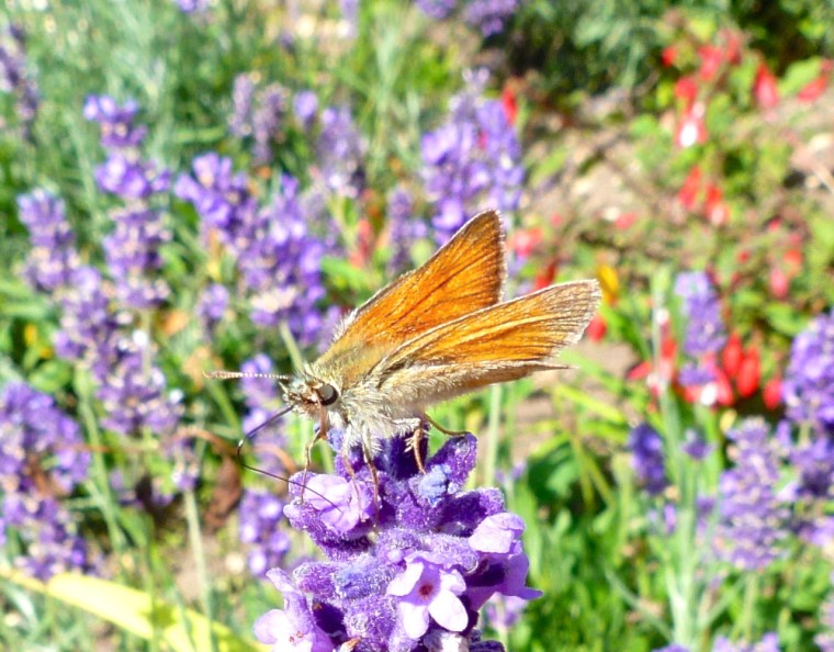Skipper Butterfly, Dorset 2