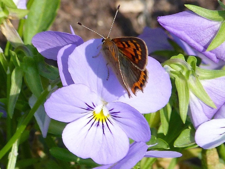 Small Copper, Dorset 1