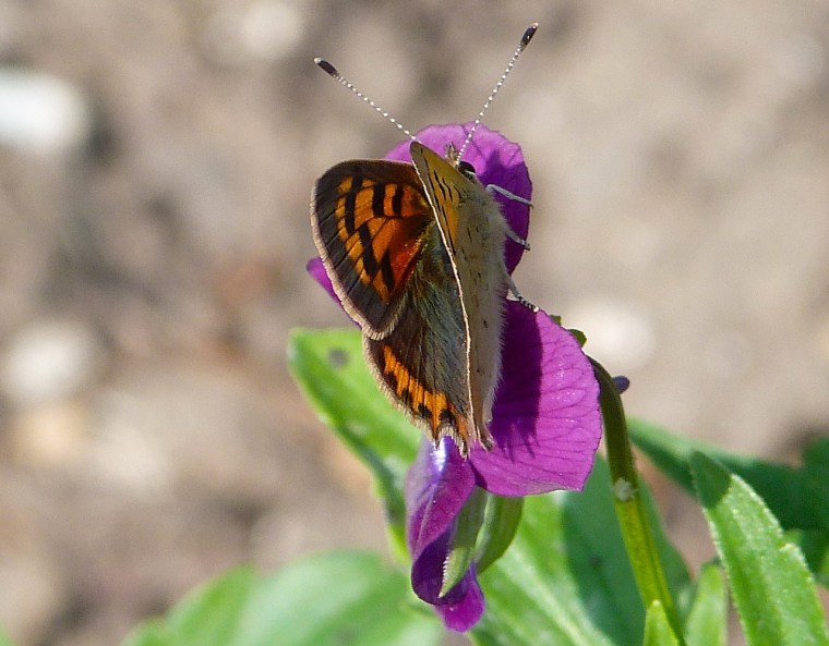 Small Copper, Dorset 2