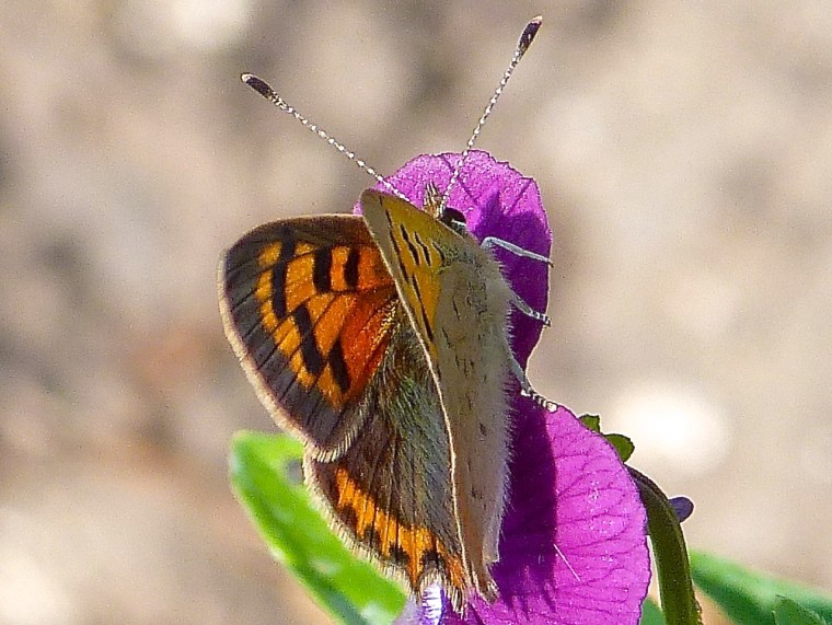 Small Copper, Dorset 3