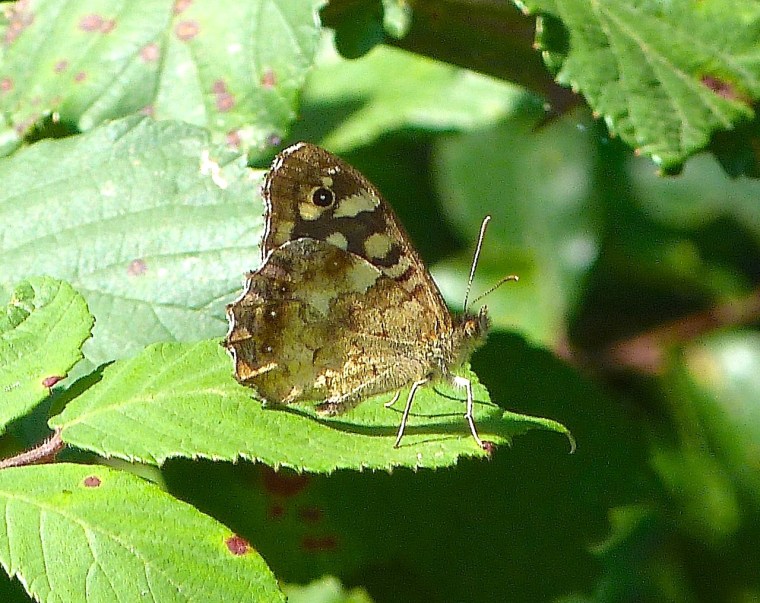 Speckled Wood Butterfly, Dorset 1