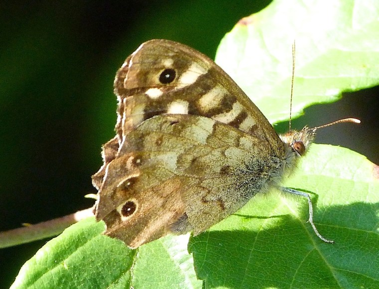 Speckled Wood Butterfly, Dorset 10