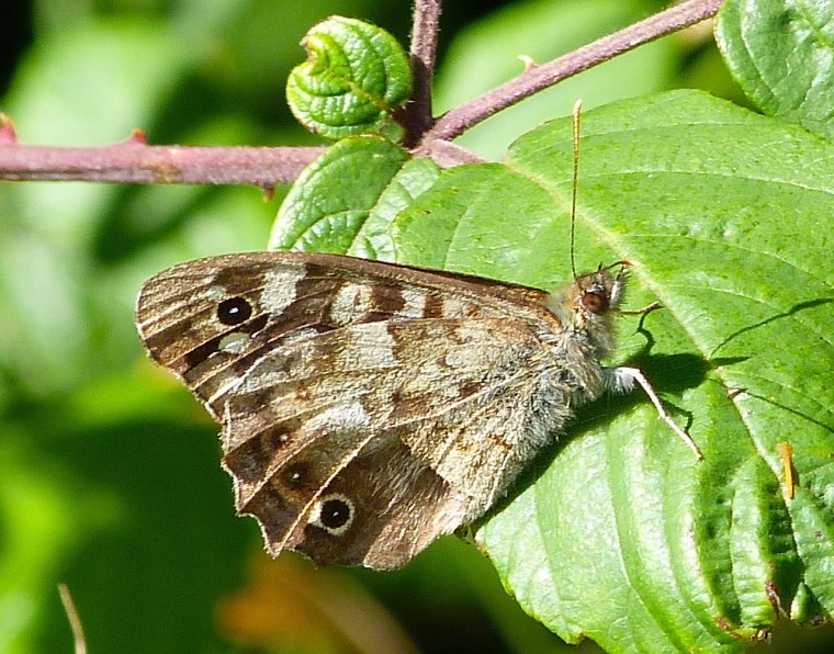 Speckled Wood Butterfly, Dorset 4