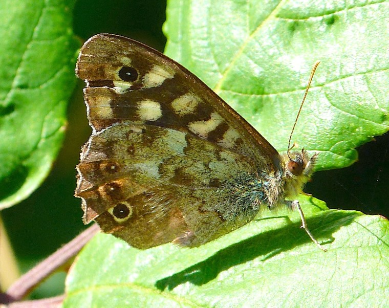 Speckled Wood Butterfly, Dorset 9