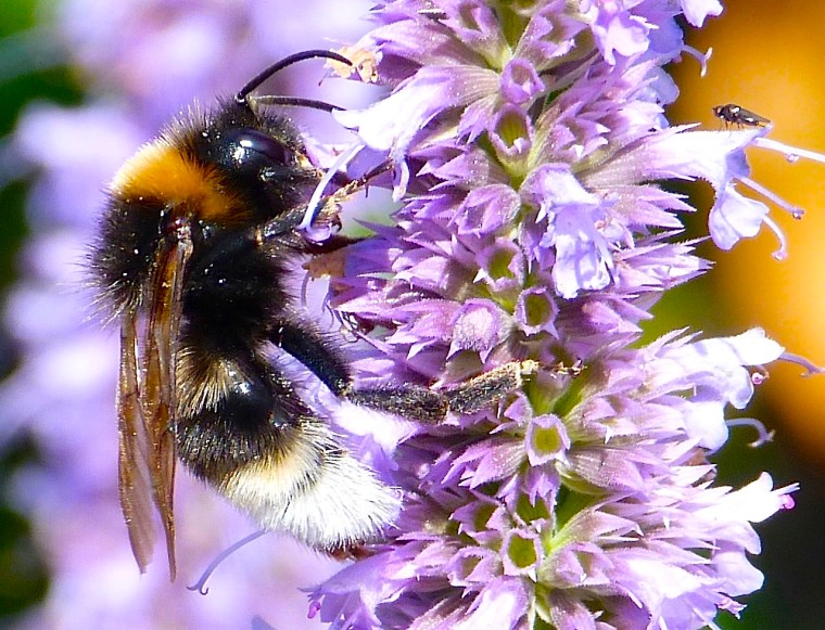 Summer Bees Dorset 1