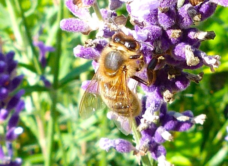 Summer Bees Dorset 11