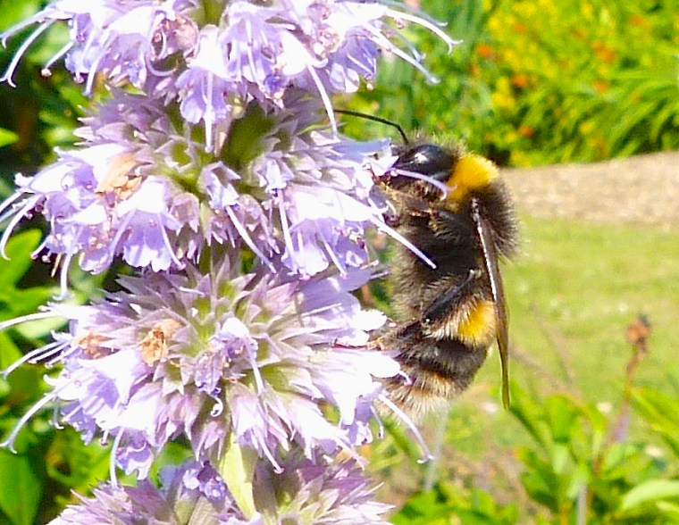 Summer Bees Dorset 6