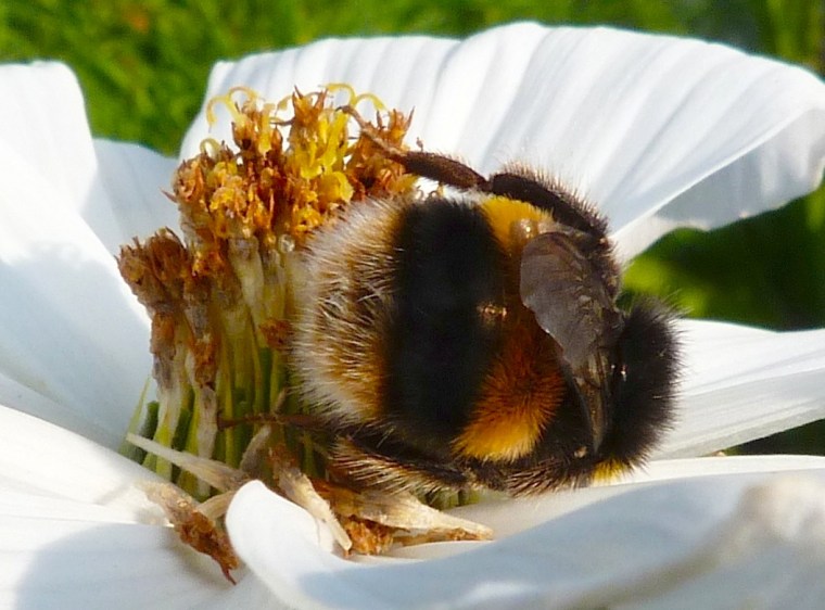 Summer Bees Dorset 9