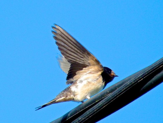 Swallow, Dorset 11