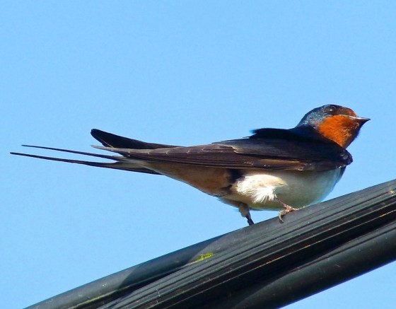 Swallow, Dorset 13